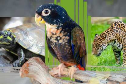 Collage usado para graficar este artículo relacionado con la fauna y el narcotráfico.