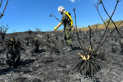 Bomberos combaten un incendio forestal este viernes 26 de enero de 2024, en Nemocón, municipio cercano a Bogotá (Colombia).