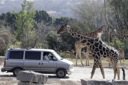 La jirafa Benito (i) se integra hoy a su nueva manada en el zoológico Africam Safari, en el estado de Puebla (México).