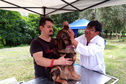 Veterinarios revisaron a los animales de compañía previo a la desparasitación