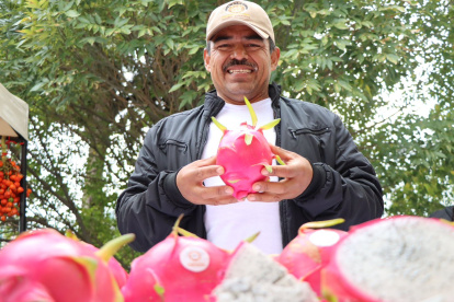 Fruta. La pitahaya es uno de los alimentos de exportación de Ecuador.