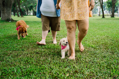 Mantenerlos activos, comprarles juguetes nuevos, darles la comida que aman, sacarlos a pasear y más