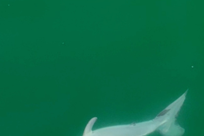 Primera imagen de una cría de tiburón blanco recién nacida, que fue captada en la costa central de California.