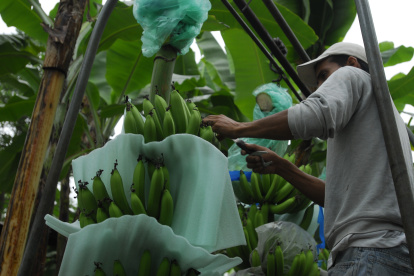 TRABAJADOR AGRÍCOLA TRANSPORTA RACIMOS DE BANANO |
