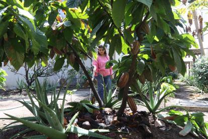 Finca.- Uno de los cultivos de cacao urbano que hay en Guayaquil.