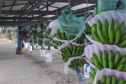 Los bananeros dicen estar abiertos a auditorías.