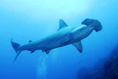 Imagen referencial para graficar este artículo.