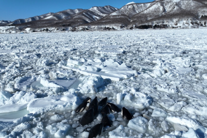 Un grupo de aproximadamente 15 orcas quedó atrapado en hielo