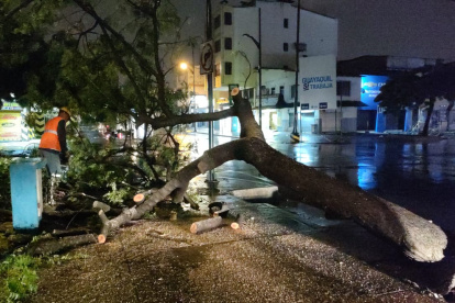 Segura EP informa que coordina la atención de arboles caídos