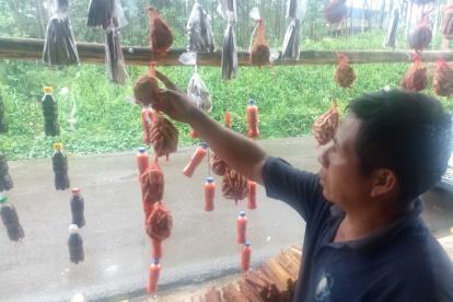 José Alvarado muestra las raíces de uña de gato, zarzaparrilla que sirven para la próstata e inflamaciones.