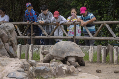 Recorridos guiados, juegos y caritas pintadas ofrece el Quito Zoo