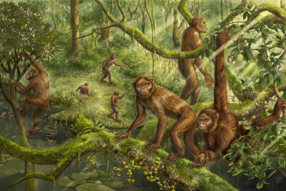 Análisis.- El estudio de la evolución del dipedismo humano.