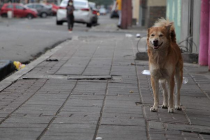 Los animalitos deambulan por la calle y son víctimas de maltrato