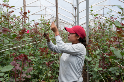 Los patrones que dan particulares colores a las rosas que se cultivan las vuelven populares en el exterior. La mayor parte se exporta.