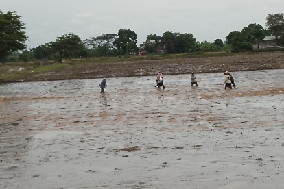 Cultivo. Arroceros de los Quemados, Yurima y Jigual, de Daule, a finales de enero empezaron a sembrar.