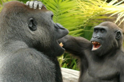 Dos gorilas jugando.