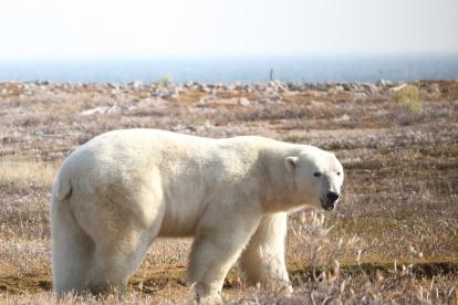 Oso polar en tierra en la región occidental de la bahía de Hudson.