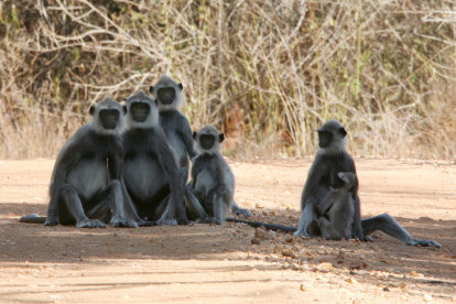un grupo de monos langures en el Reserva Nacional de Uda Walawe, a 214 kilómetros de Colombo, Sri Lanka