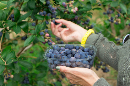 Frutas como las pitahayas y los arándanos ecuatorianos entrarán con cero arancel a China.