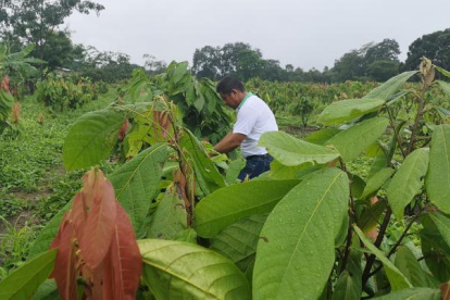 Esta actividad involucra alrededor de 400.000 personas.