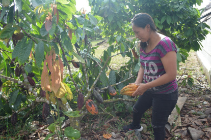 Margoth realiza un trabajo minucioso para la cosecha de cada cacao.