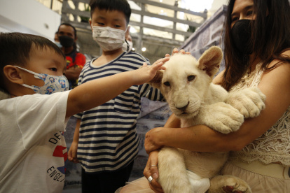 Una mujer con un cachorro de león.