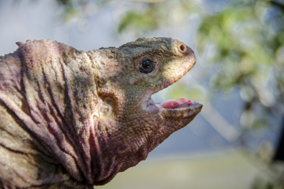 Fotografía cedida por Fundación Charles Darwin donde se observa un ejemplar de iguana rosada de Galápagos (conolophus marthae).