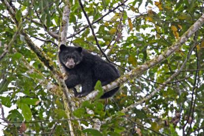Un promedio de 25 osos andinos se pueden avistar durante la temporada. Estos llegan a la localidad en busca de aguacates silvestres.
