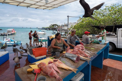 Proyecto. En la isla Santa Cruz se investigó sobre los desechos de pescado.