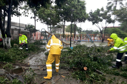 La caída de los arboles deja daños en sus alrededores, como fue el caso de la ciudadela las Orquídeas