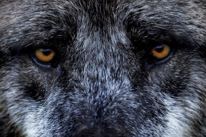 Una colaboración entre laboratorios alemanes, franceses y españoles permitió la hazaña