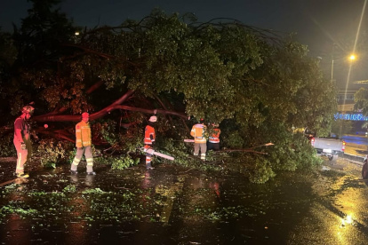 Árbol caído en vía a la Costa.