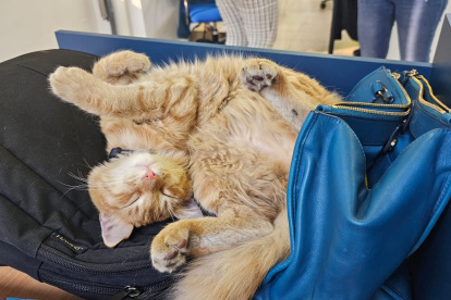 El Colorado, el gato de Expreso, en su siesta.