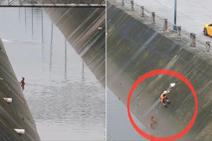 Momento exacto donde se rescató al perro en Mucho Lote 1