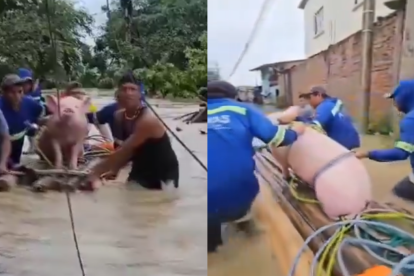 Las imágenes muestran cómo el animal es trasladado con ayuda de varios pobladores