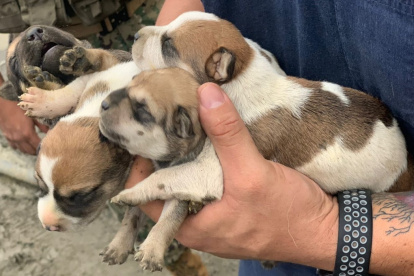 Autoridades gestionaron con personal del Municipio de Guayaquil para darles atención médica y ponerlos en adopción.