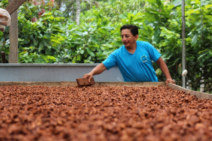Finca. Una persona vigila el secado de la pepa de cacao.