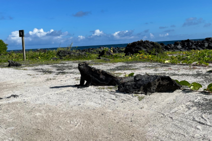 El archipiélago de Galápagos es conocido por sus especies únicas en el mundo