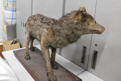 Una estudiante japonesa de 13 años ha sido clave en la identificación del ejemplar