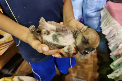 Un joven carga un cachorro tras ser rescatado de una inundación