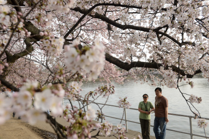 Una pareja observa cerezos florecidos en Washington DC, (EE.UU.).
