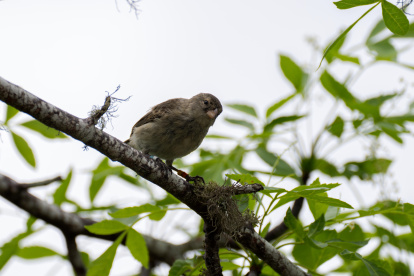 Floreana. Varios pájaros pinzones comen en un área de cría.