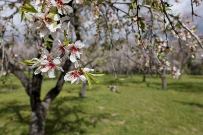 Árbol en flor en un parque de Madrid en el último fin de semana de febrero de 2024.