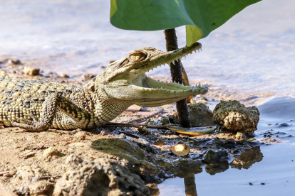 En esta imagen cedida por el Departamento de Parques Nacionales, Vida Silvestre y Conservación de Plantas de Tailandia, se observa a un ejemplar de cocodrilo.