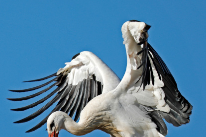 En la imagen de archivo, dos cigüeñas blancas agitan sus alas en Biebesheim (Alemania). EFE/ Ronald Wittek