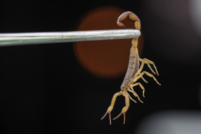 Fotografía de un escorpión amarillo (Tityus serrulatus) capturado en el alcantarillado en una calle de Vila Guilherme, un barrio situado a cinco kilómetros del centro de la ciudad de São Paulo (Brasil).