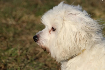 Lanudo era muy amigable y querido por los vecinos.