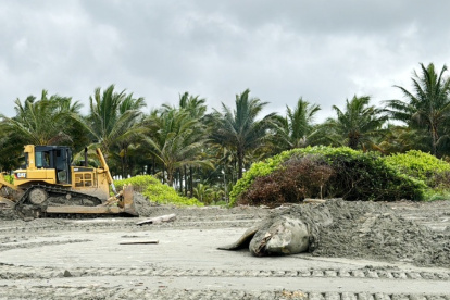 Los expertos no pudieron determinar la causa de la muerte del animal marino