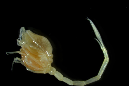 Fotografía cedida por Niwa y Ocean Census de una nueva especie de cumacea, comúnmente conocido como camarón coma. EFE/ Kareen Schna/NIWA/OCEAN CENSUS/ SOLO USO EDITORIAL