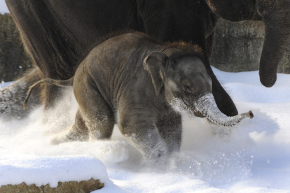 Una cría de elefante corretea en la nieve en una imagen de archivo.
